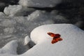 Butterfly in winter