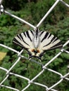 butterfly on the wire fence
