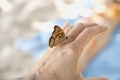 The butterfly on woman arm