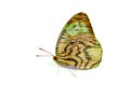 Butterfly wood texture wing isolated Royalty Free Stock Photo