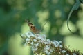 Butterfly at work