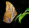 Butterfly World Royalty Free Stock Photo