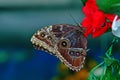 Butterfly World Royalty Free Stock Photo