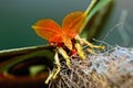 Butterfly World Royalty Free Stock Photo