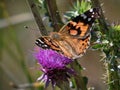 Butterfly in Wyoming