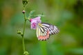 Butterfly (Common Jezebel) Royalty Free Stock Photo