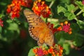 Gulf fritillary