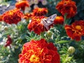 Butterfly "Metalloid gamma" on calendula flowers. Beauty nature. Royalty Free Stock Photo