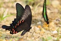 butterfly,Papilio dialis Royalty Free Stock Photo