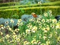 Butterfly and yelllow wallflowers blooming in spring in Hamilton Gardens