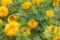 Butterfly on yellow blooming marigold. Beauty in nature