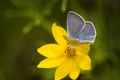 Butterfly on a yellow blossom