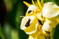 A butterfly on the Yellow canna indica, commonly known as Indian shot, African arrowroot, edible canna, purple arrowroot, Sierra Royalty Free Stock Photo