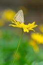 Butterfly on yellow daisy