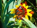 Butterfly on a yellow daisy. summer scene Royalty Free Stock Photo