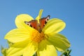Butterfly on a yellow flower against the blue sky close-up. Royalty Free Stock Photo