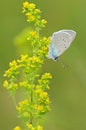 Butterfly on a yellow flower