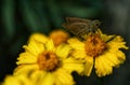 Butterfly on yellow flower closeup antina