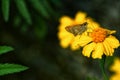 Butterfly on yellow flower closeup antina