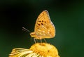 a butterfly on a yellow flower with its wings spread out