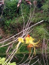 Butterfly yellow flower lake trees bushes Royalty Free Stock Photo