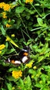 Butterfly,yellow flower,leaf,green,background nature Royalty Free Stock Photo