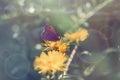 Butterfly on yellow flower, purple butterfly colecting polen and nectar