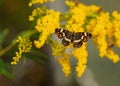 Butterfly on a yellow flower. Variegated winged mimosa. An insect with wings. Nymphalid butterflies.