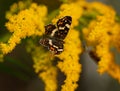 Butterfly on a yellow flower. Variegated winged mimosa. An insect with wings. Nymphalid butterflies.