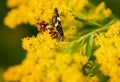 Butterfly on a yellow flower. Variegated winged mimosa. An insect with wings. Nymphalid butterflies.