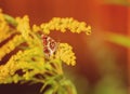 Butterfly on a yellow flower. Variegated winged mimosa. An insect with wings. Nymphalid butterflies.