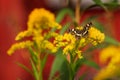 Butterfly on a yellow flower. Variegated winged mimosa. An insect with wings. Nymphalid butterflies.