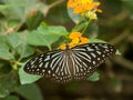 Butterfly on Yellow Flowers