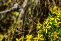 Butterfly on the yellow flowers