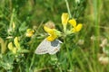 Butterfly on yellow lathyrus flowers in the meadow, closeup