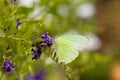 Butterfly Royalty Free Stock Photo