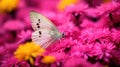 butterfly yellow pink A macro shot of