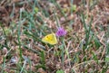 Butterfly of yellow tones perched on a flower during the summer in an unmodified natural environment