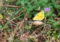 Butterfly of yellow tones perched on a flower during the summer in an unmodified natural environment