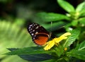 Butterfly on yellow tropical flower, Tithorea tarricina butterfly Royalty Free Stock Photo