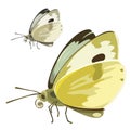 Butterfly with yellow wings. Vector insect Royalty Free Stock Photo