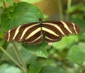 Butterfly Zebra Longtail Royalty Free Stock Photo