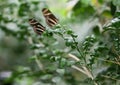 Butterfly Zebra Longwing Royalty Free Stock Photo