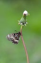 The butterfly Zerynthia polyxena of the family of sailing ships Papilionidae in the early morning on a dandelion flower Royalty Free Stock Photo