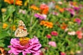 Butterfly on the Zinnia Royalty Free Stock Photo