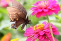 Butterfly on Zinnia flower Royalty Free Stock Photo