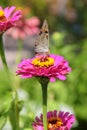 Butterfly on zinnia flower Royalty Free Stock Photo