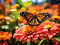 Butterfly on a Zinnia Flower