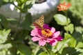 Butterfly (Argynnis paphia) Royalty Free Stock Photo