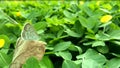 Butterfly Zizina otis indica/Lesser Grass Blue sits on the brown dry leaf with green background